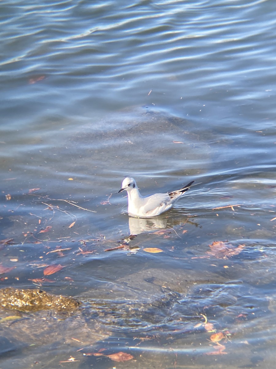 Bonaparte's Gull - ML646607076