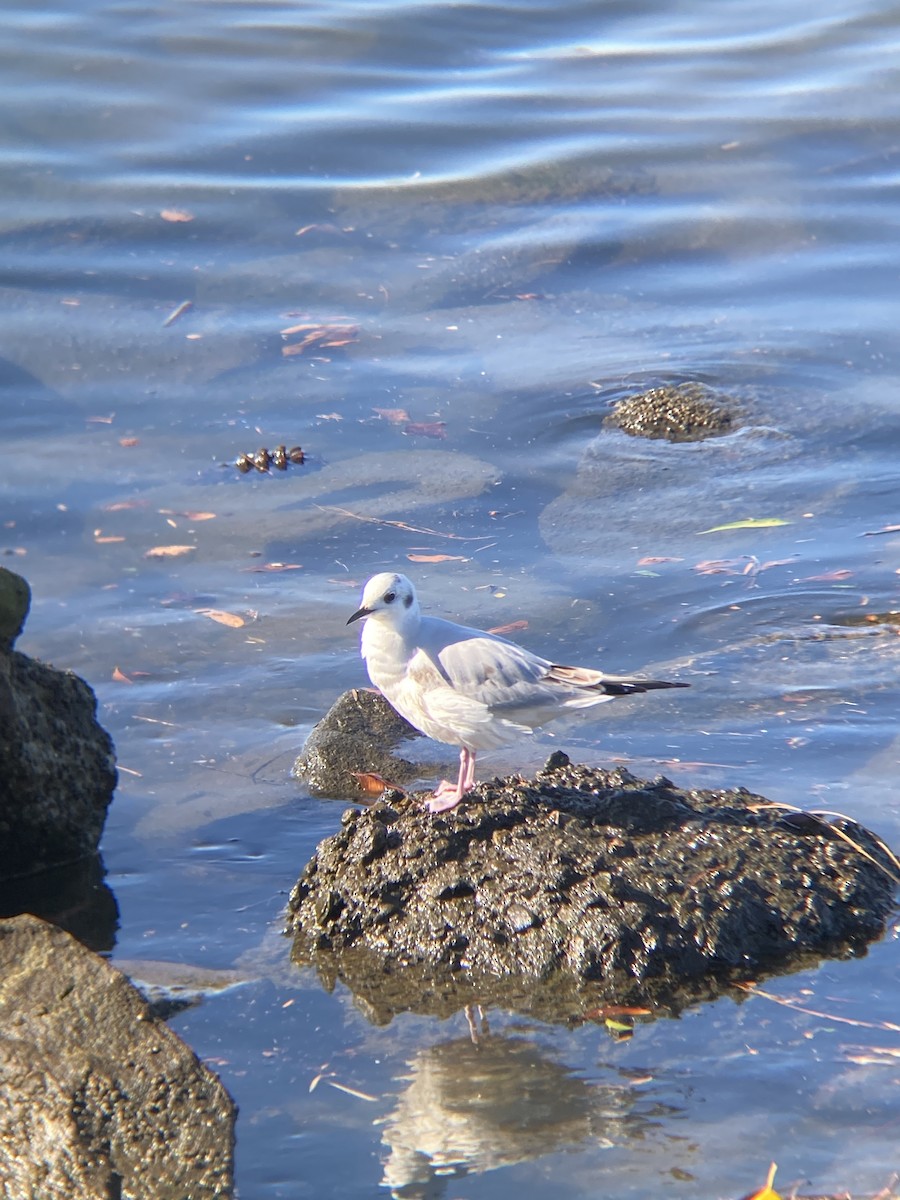 Bonaparte's Gull - ML646607077