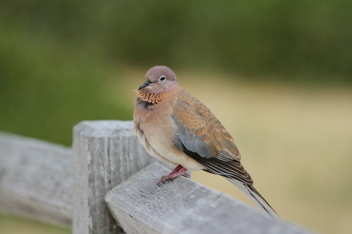 Laughing Dove - ML646607078