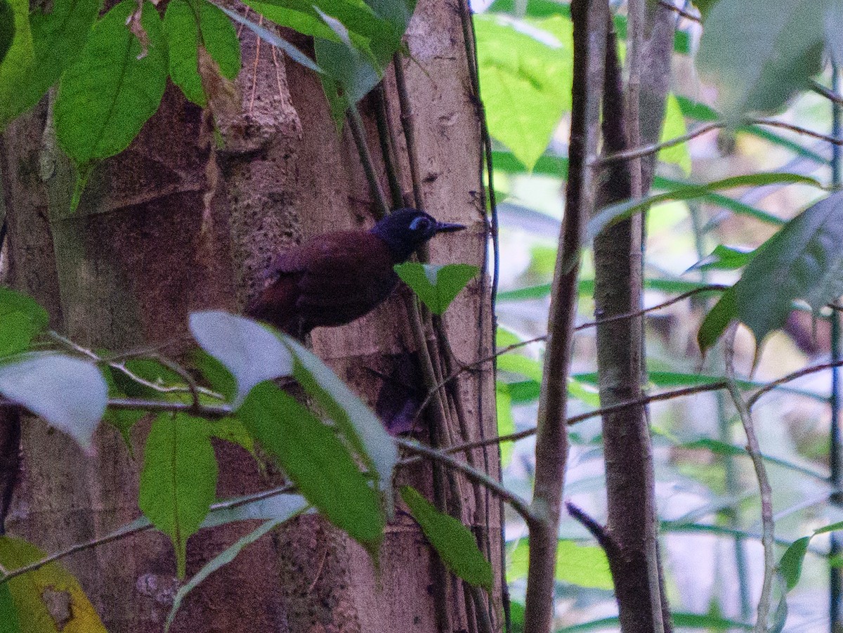 Chestnut-backed Antbird - ML646607080