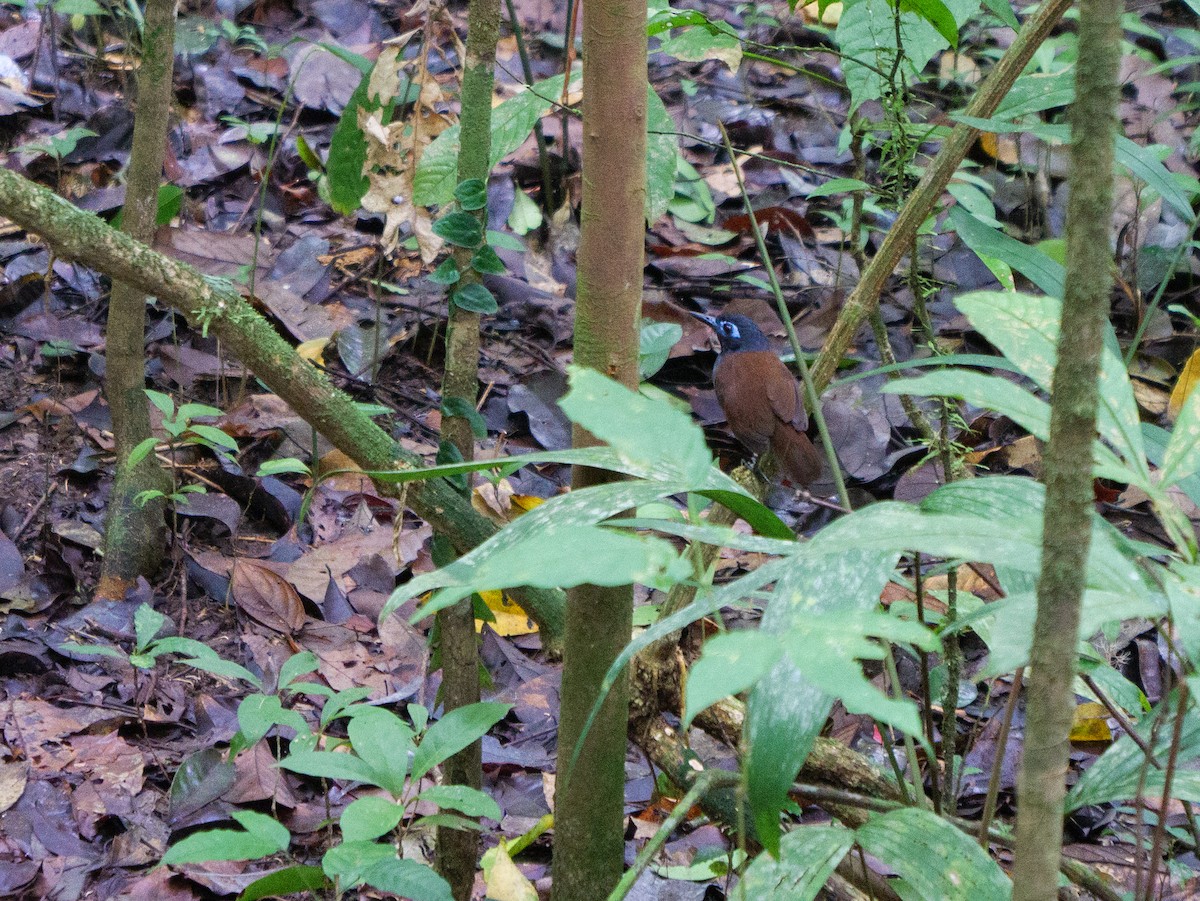 Chestnut-backed Antbird - ML646607081