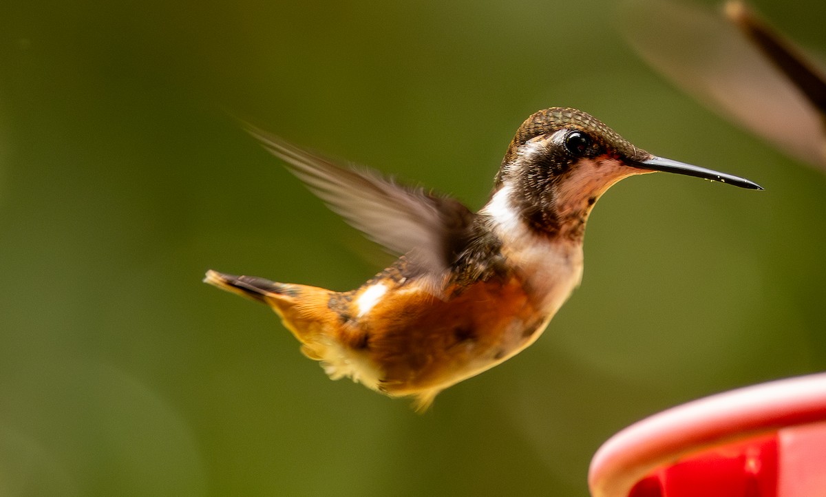 Purple-throated Woodstar - ML646607083