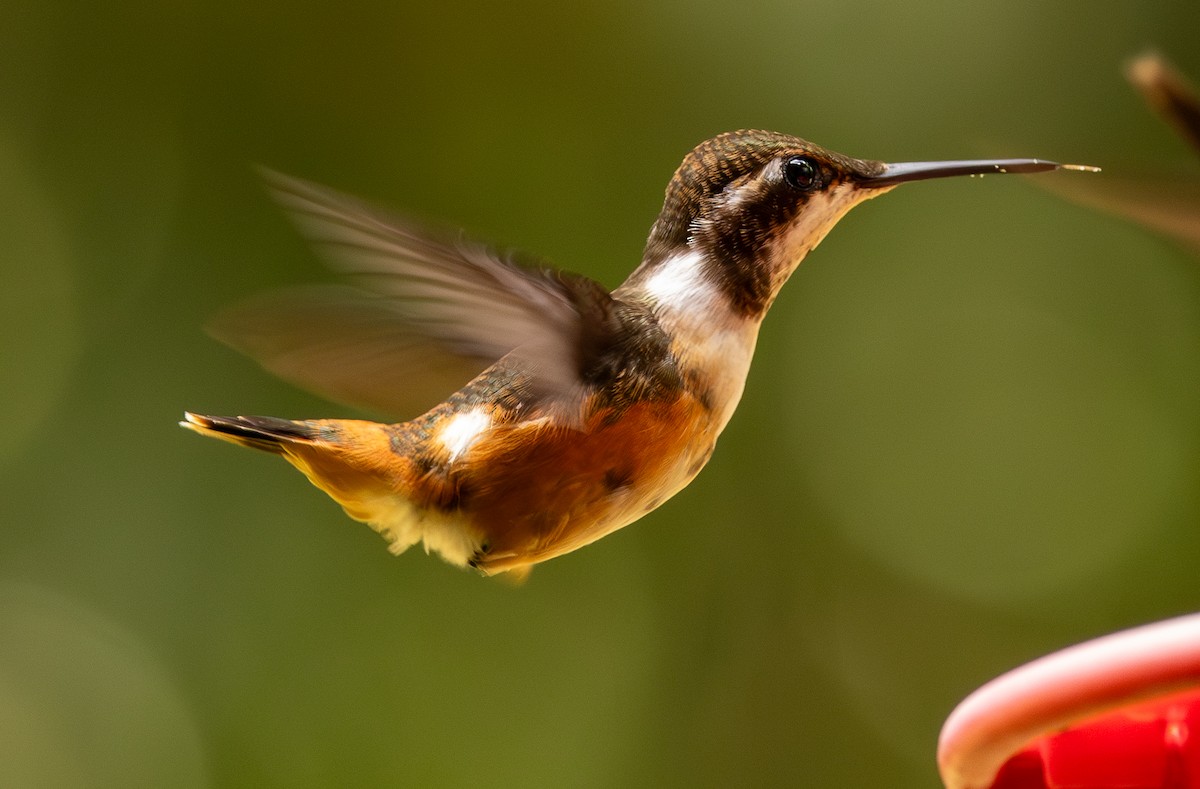 Purple-throated Woodstar - ML646607084