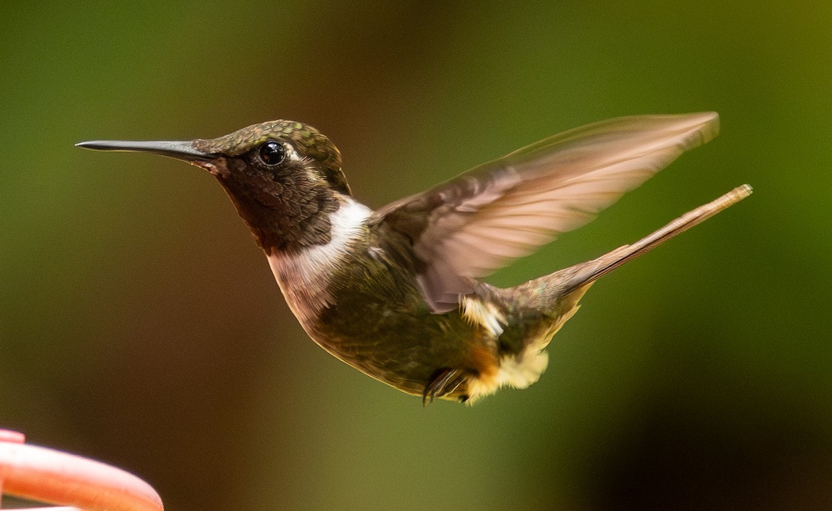 Purple-throated Woodstar - ML646607085