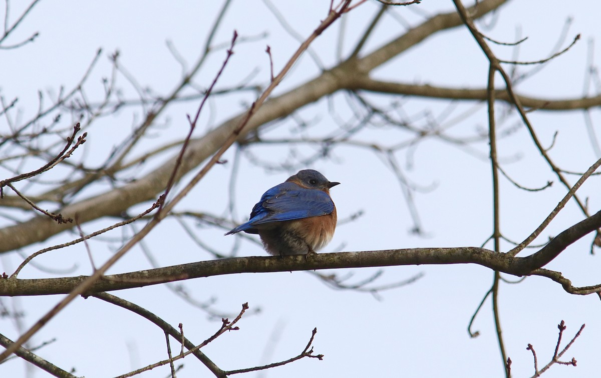 Eastern Bluebird - ML646607086