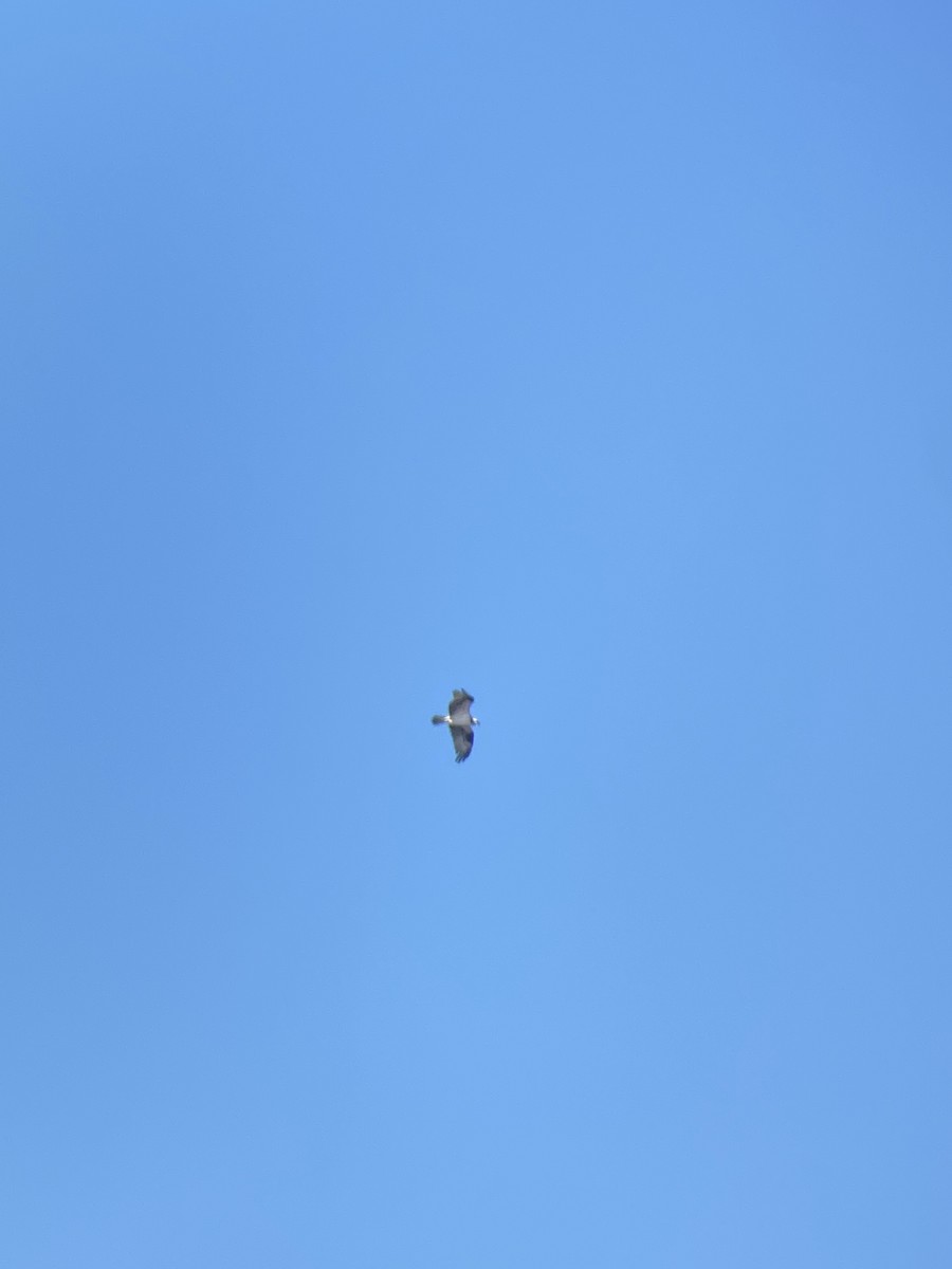 魚鷹 - ML646607088