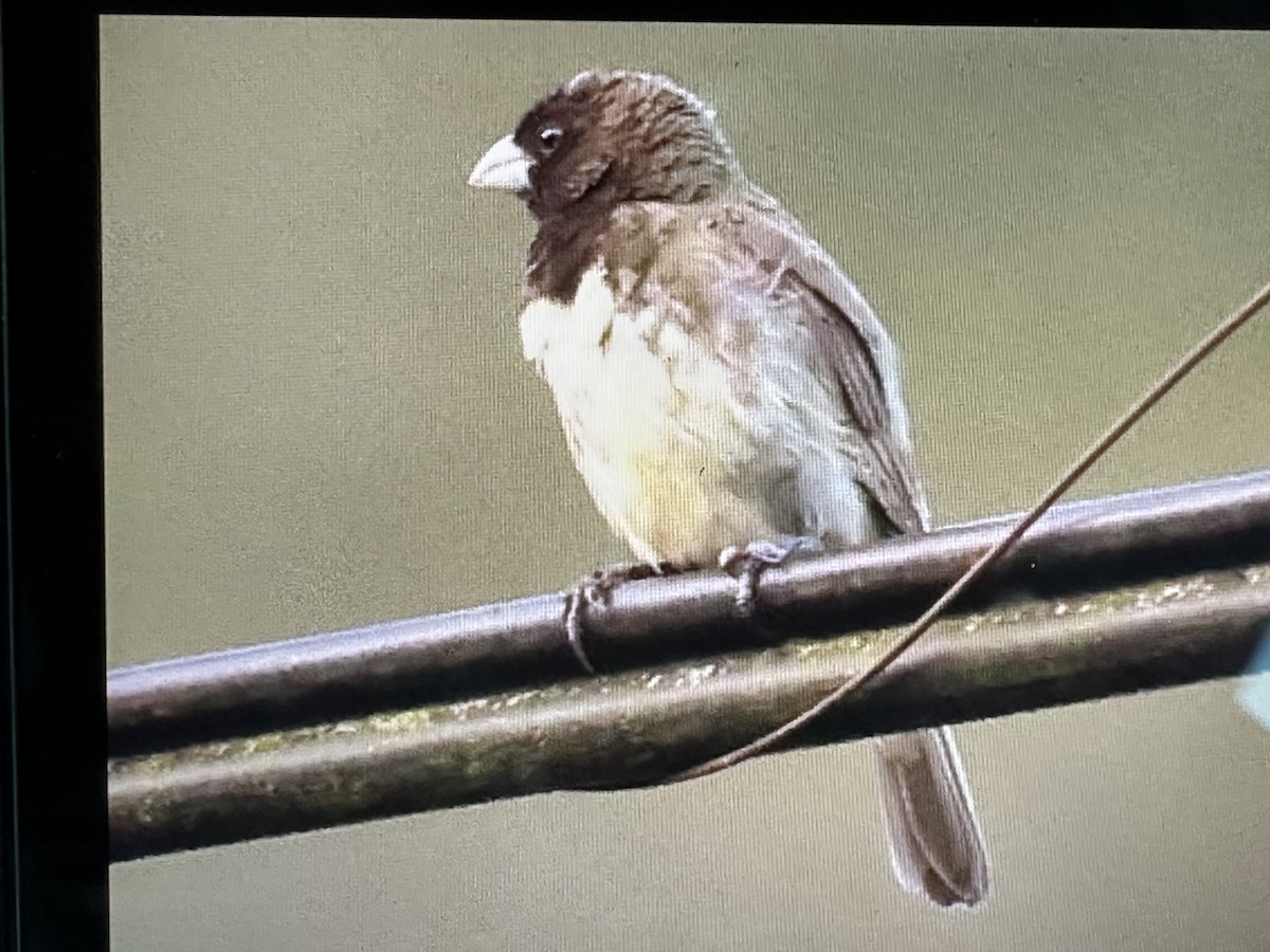 Yellow-bellied Seedeater - ML646607089