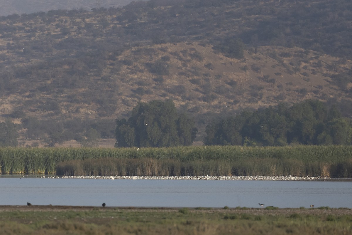 Franklin's Gull - ML646607090