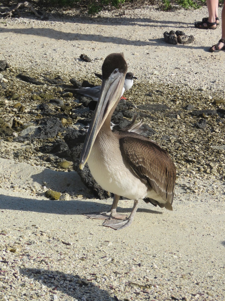 Brown Pelican (Galapagos) - ML646607092