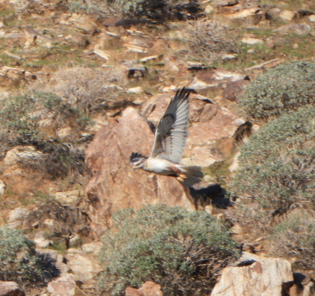 kongevåk - ML646607093