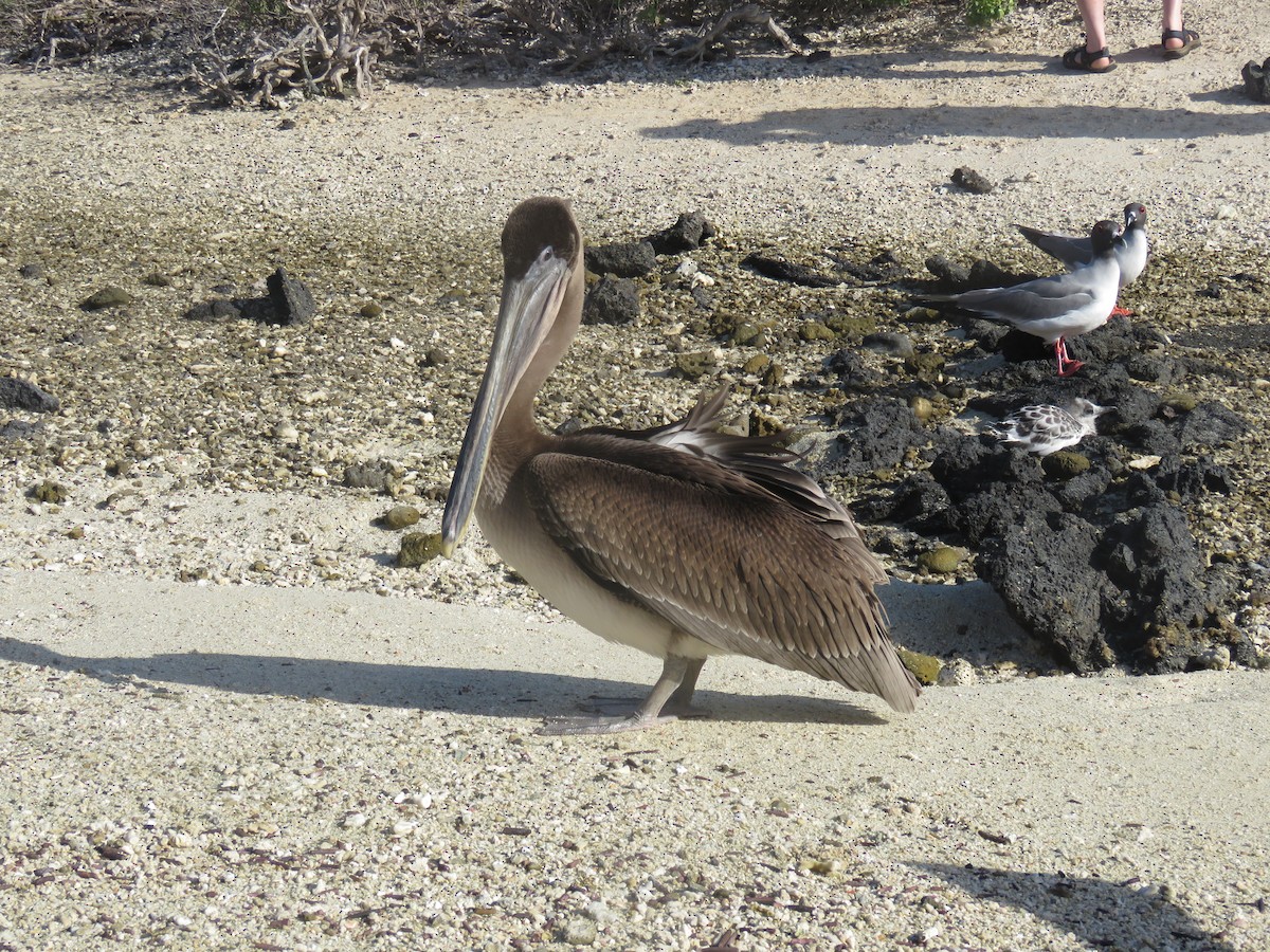 Brown Pelican (Galapagos) - ML646607094