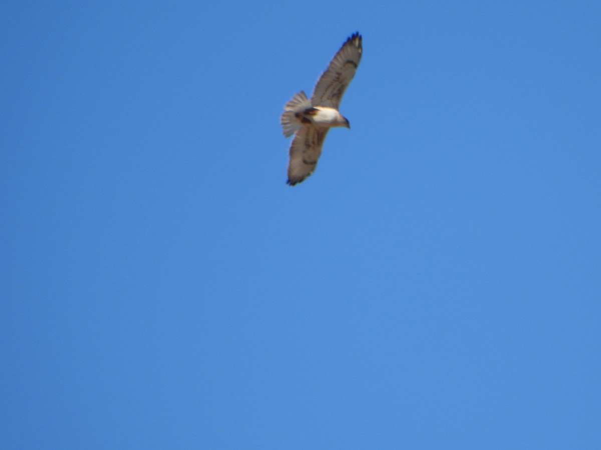 kongevåk - ML646607096