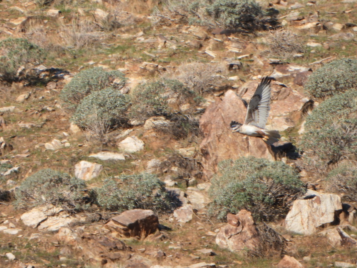 kongevåk - ML646607097