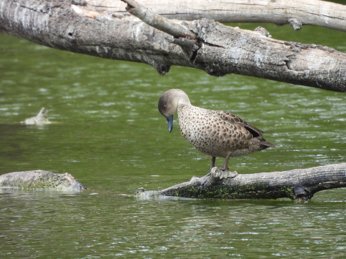 Gray Teal - ML646607098