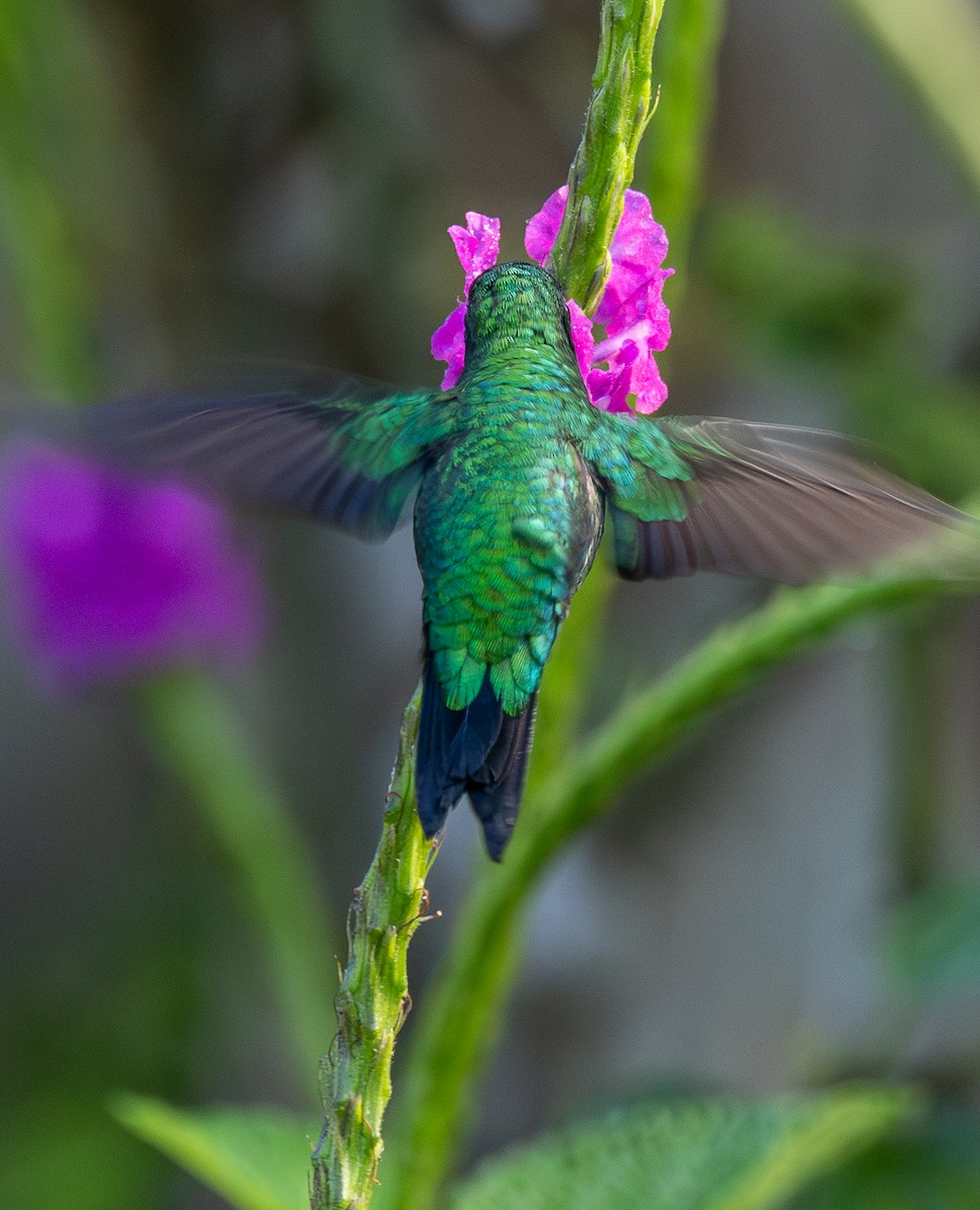 Esmeralda Occidental - ML646607100