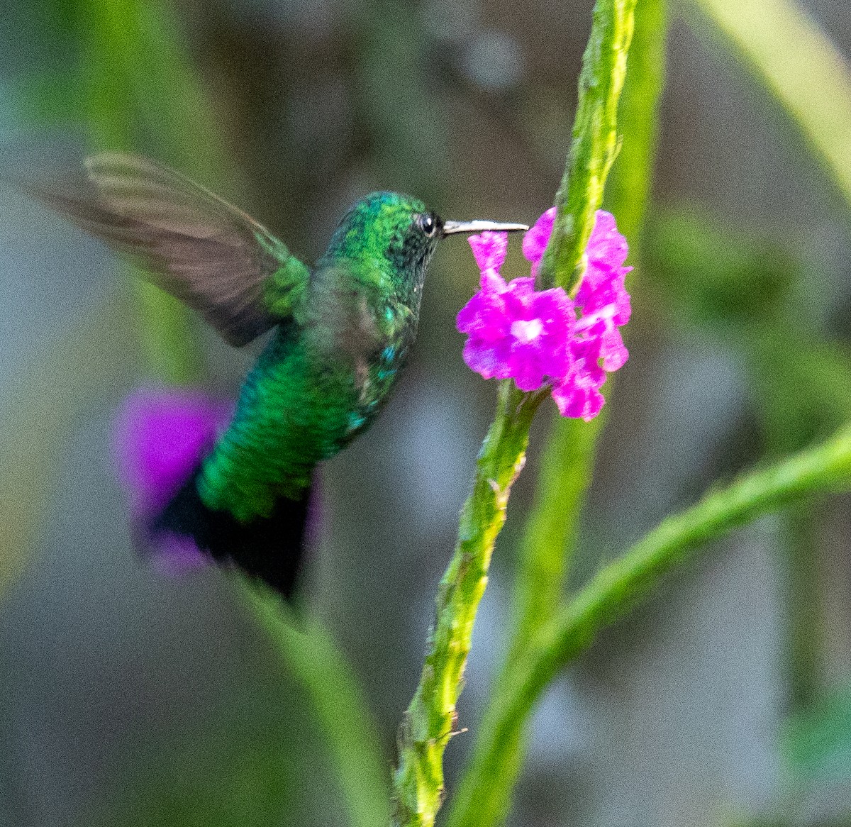 Esmeralda Occidental - ML646607101