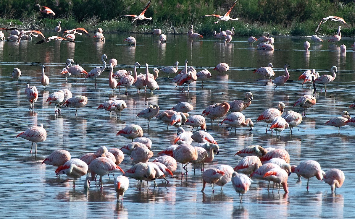 chileflamingo - ML646607102