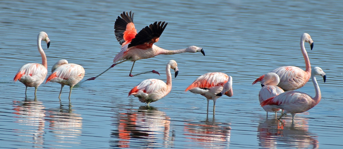 chileflamingo - ML646607103