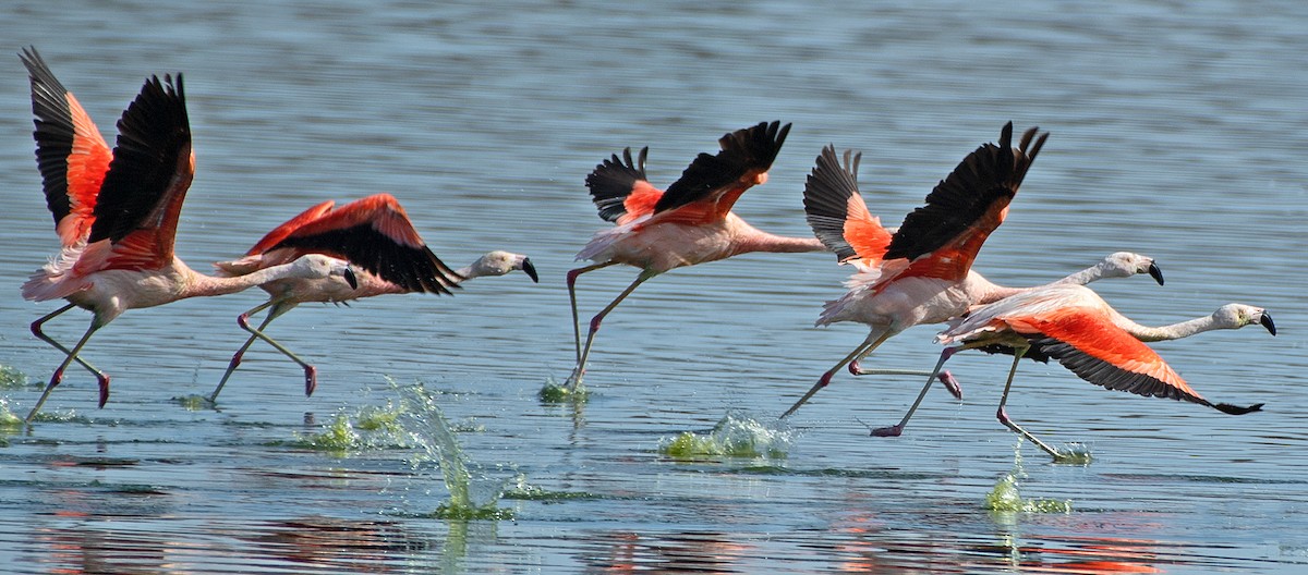 chileflamingo - ML646607104