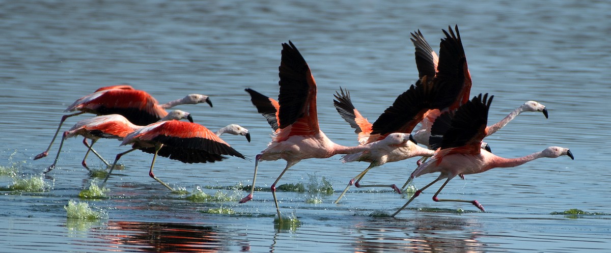 chileflamingo - ML646607105