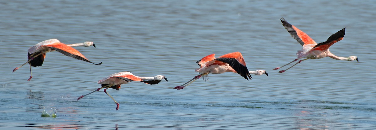 chileflamingo - ML646607106