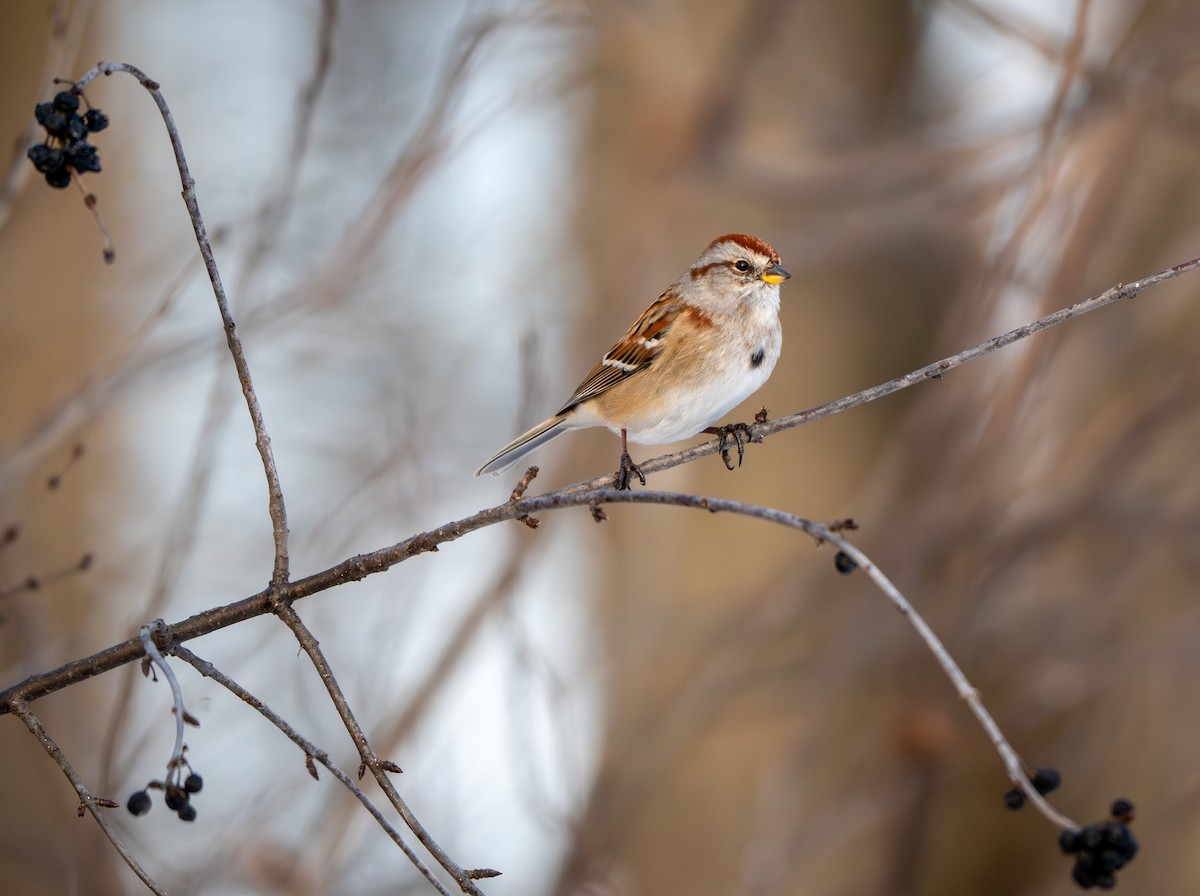Пасовник північний - ML646607107
