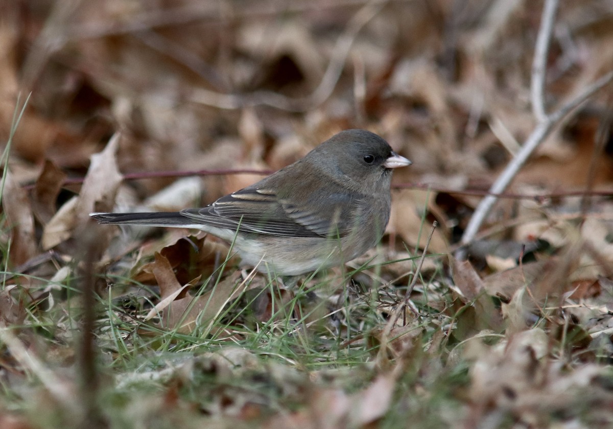 strnadec zimní - ML646607108