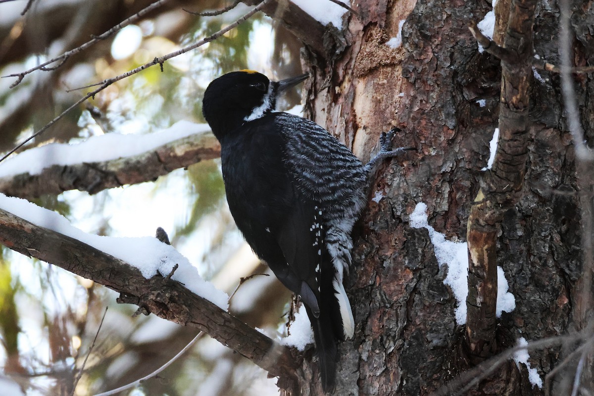 Black-backed Woodpecker - ML646607109