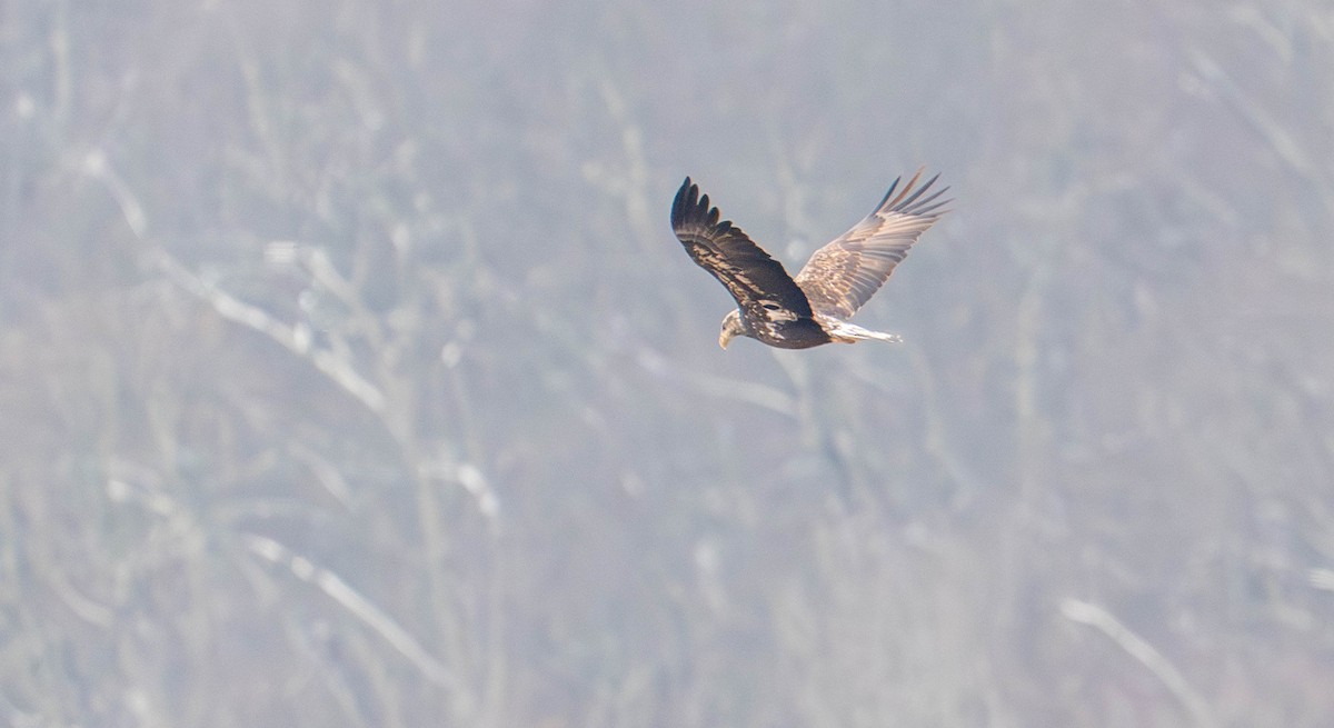 Bald Eagle - ML646607111