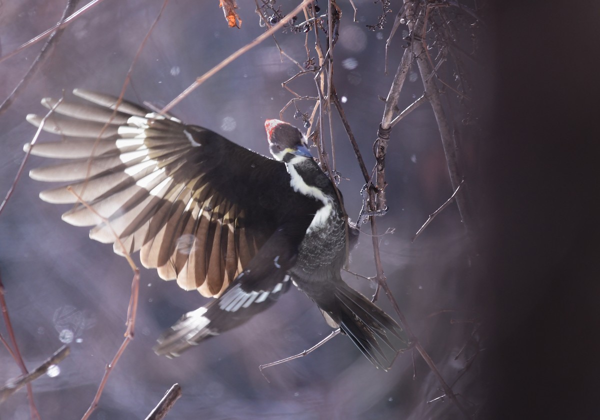 Pileated Woodpecker - ML646607112