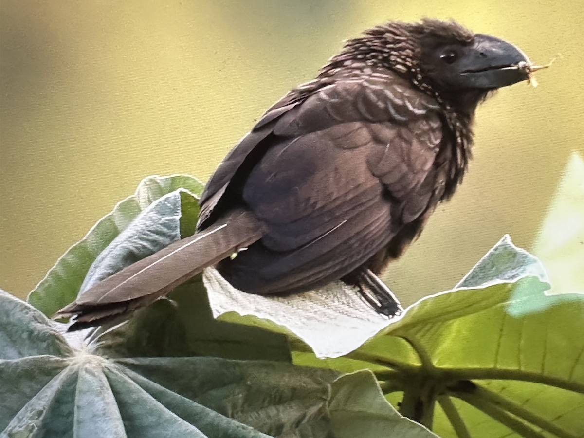 glattnebbani - ML646607113