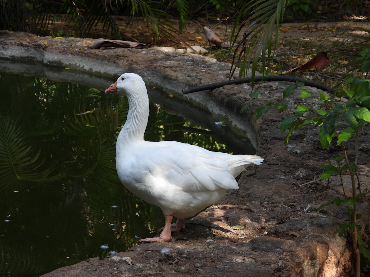 Гуска сіра (свійська) - ML646607114