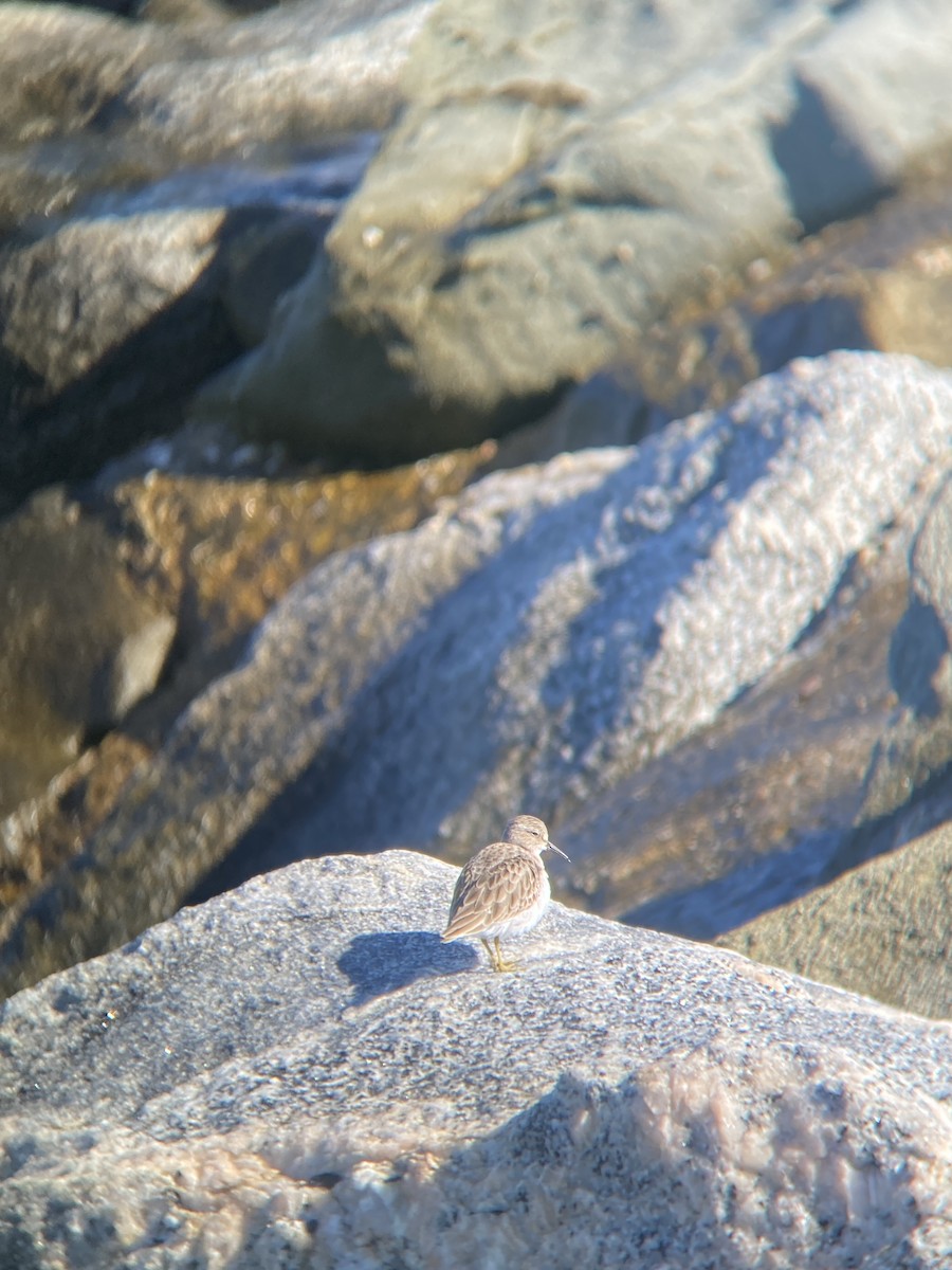 Least Sandpiper - ML646607115