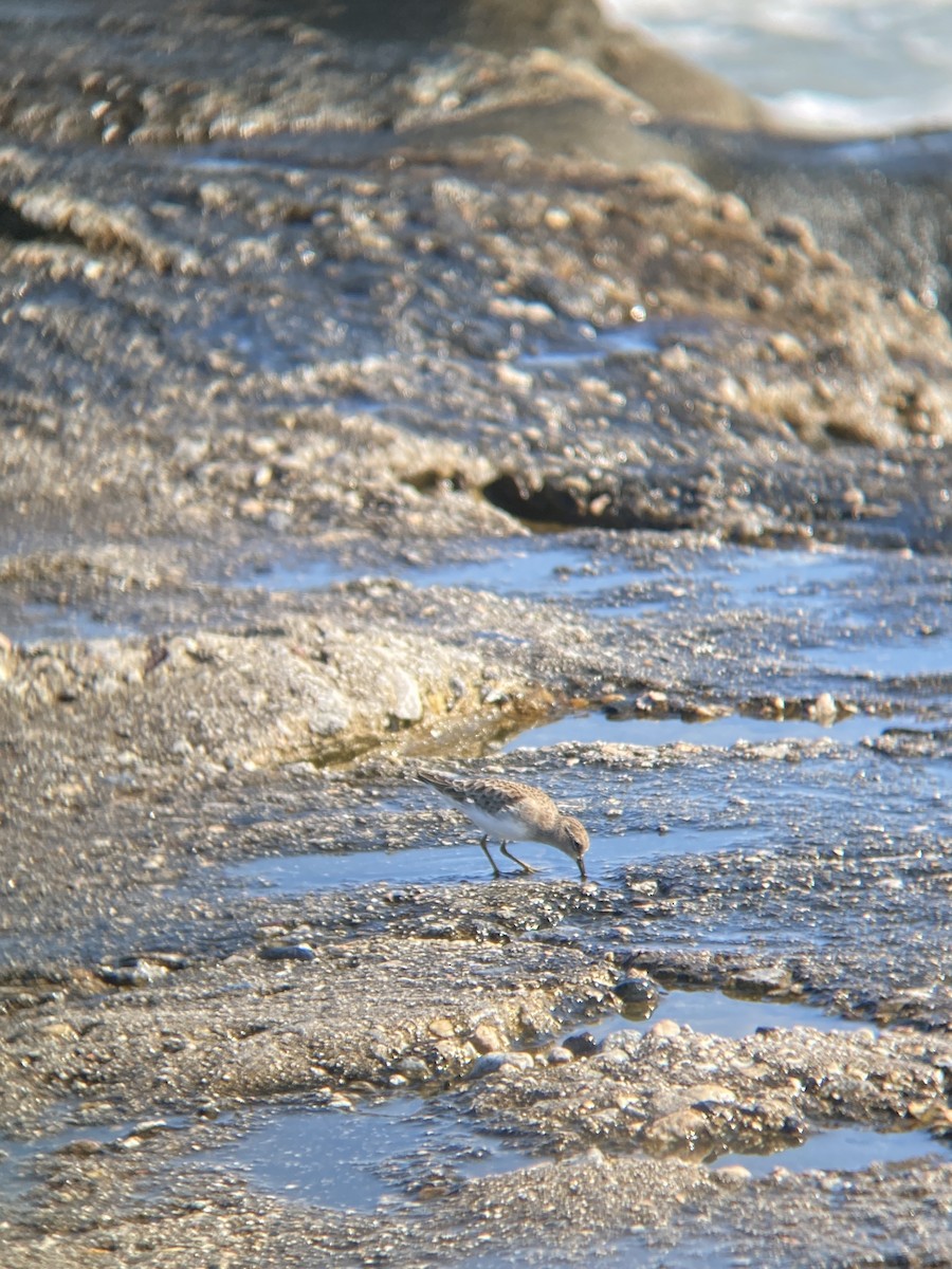 Least Sandpiper - ML646607116