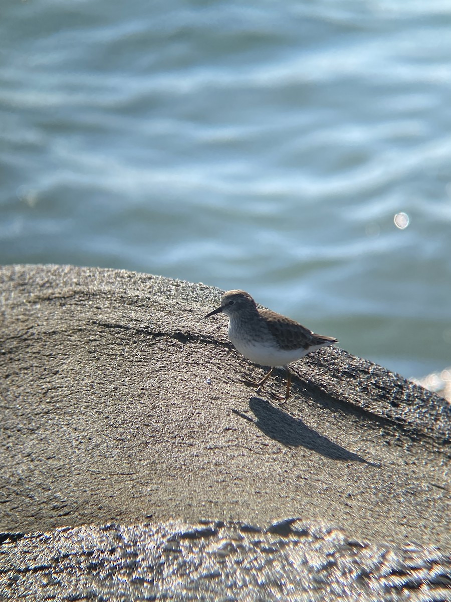 Least Sandpiper - ML646607117