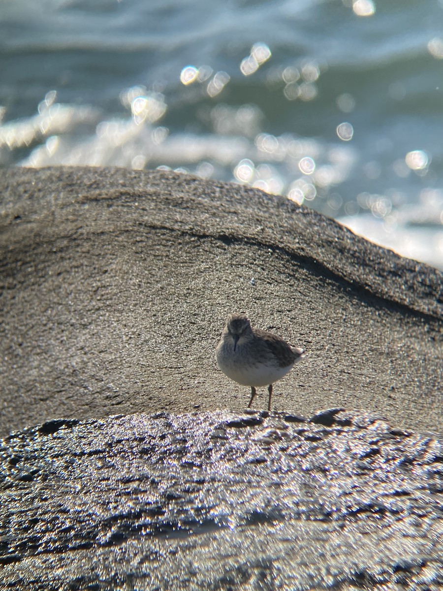Least Sandpiper - ML646607118