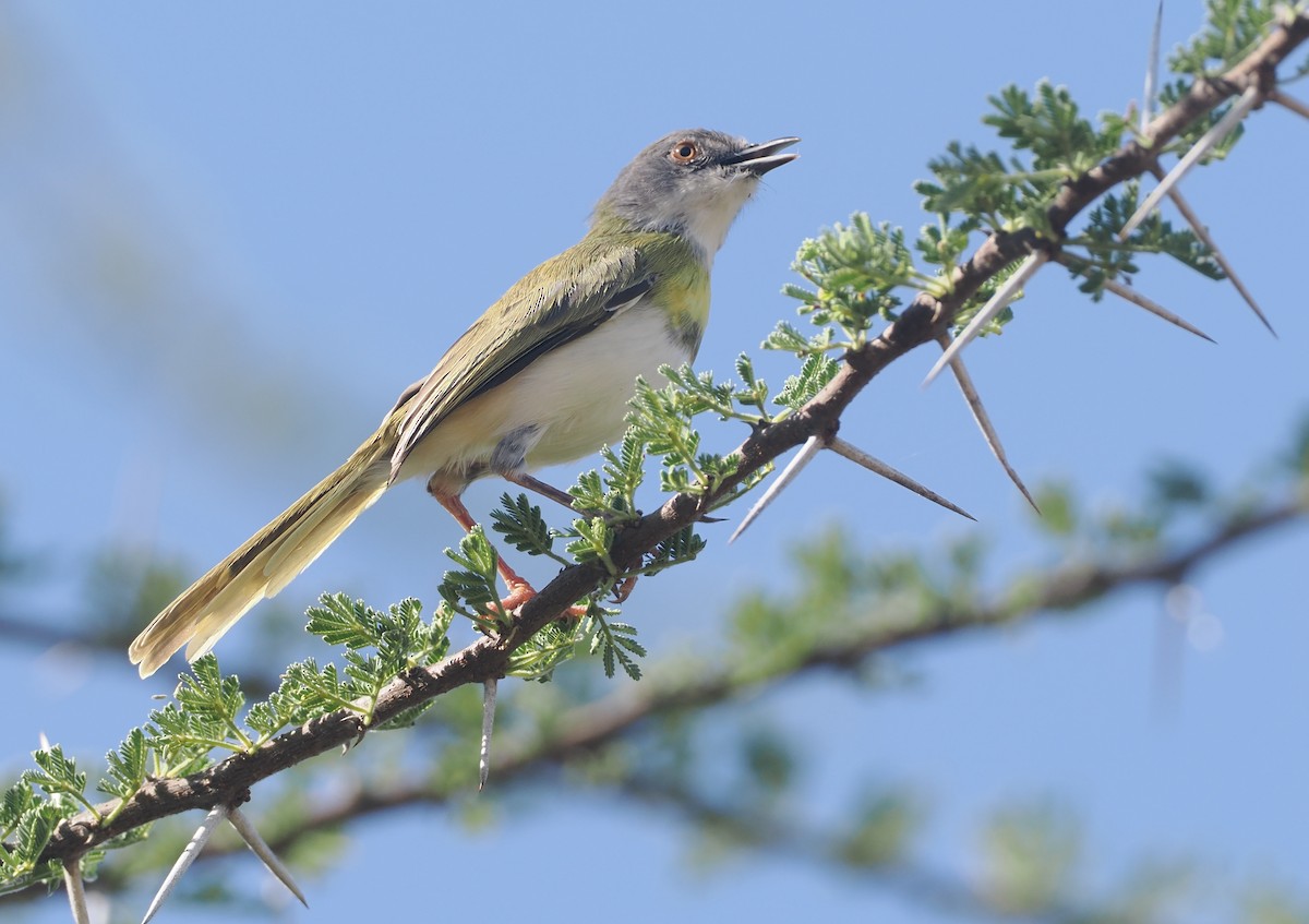 Желтогрудый апалис (flavocincta/viridiceps) - ML646607119