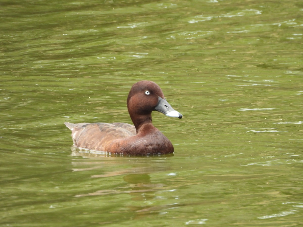 Hardhead - ML646607120