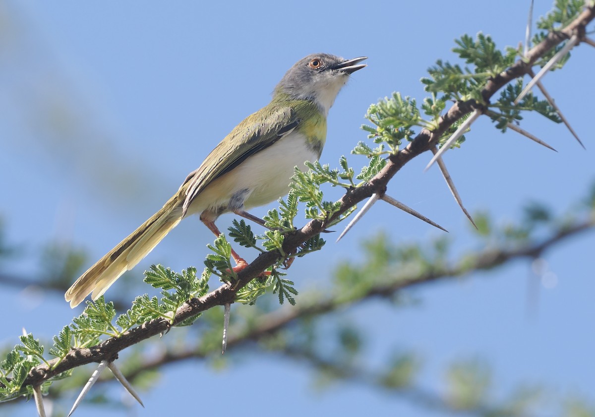 Желтогрудый апалис (flavocincta/viridiceps) - ML646607121