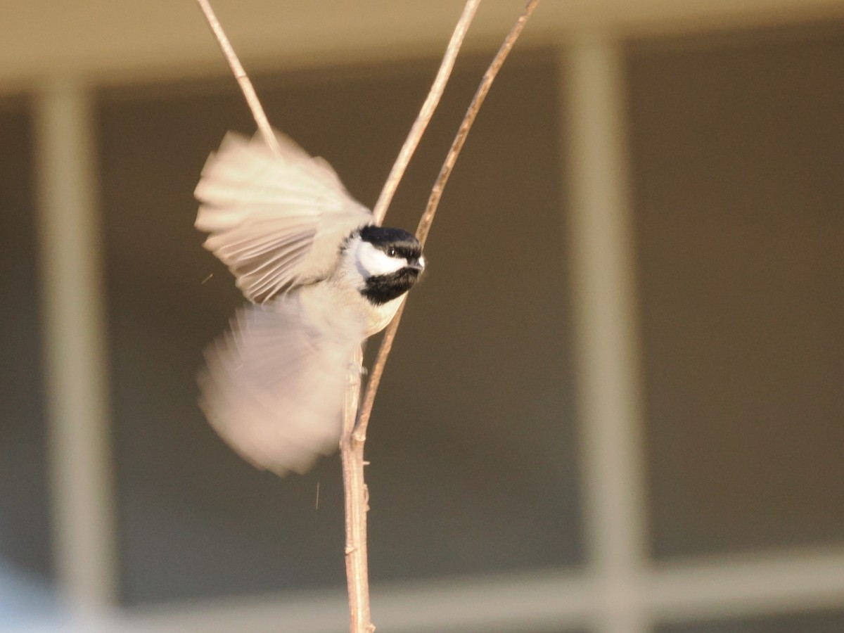 Carolina Chickadee - ML646607122