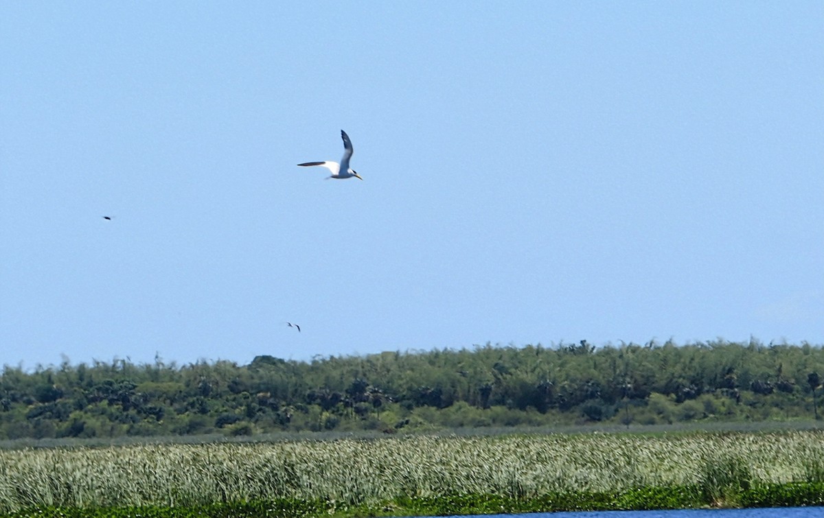 Large-billed Tern - ML646607123