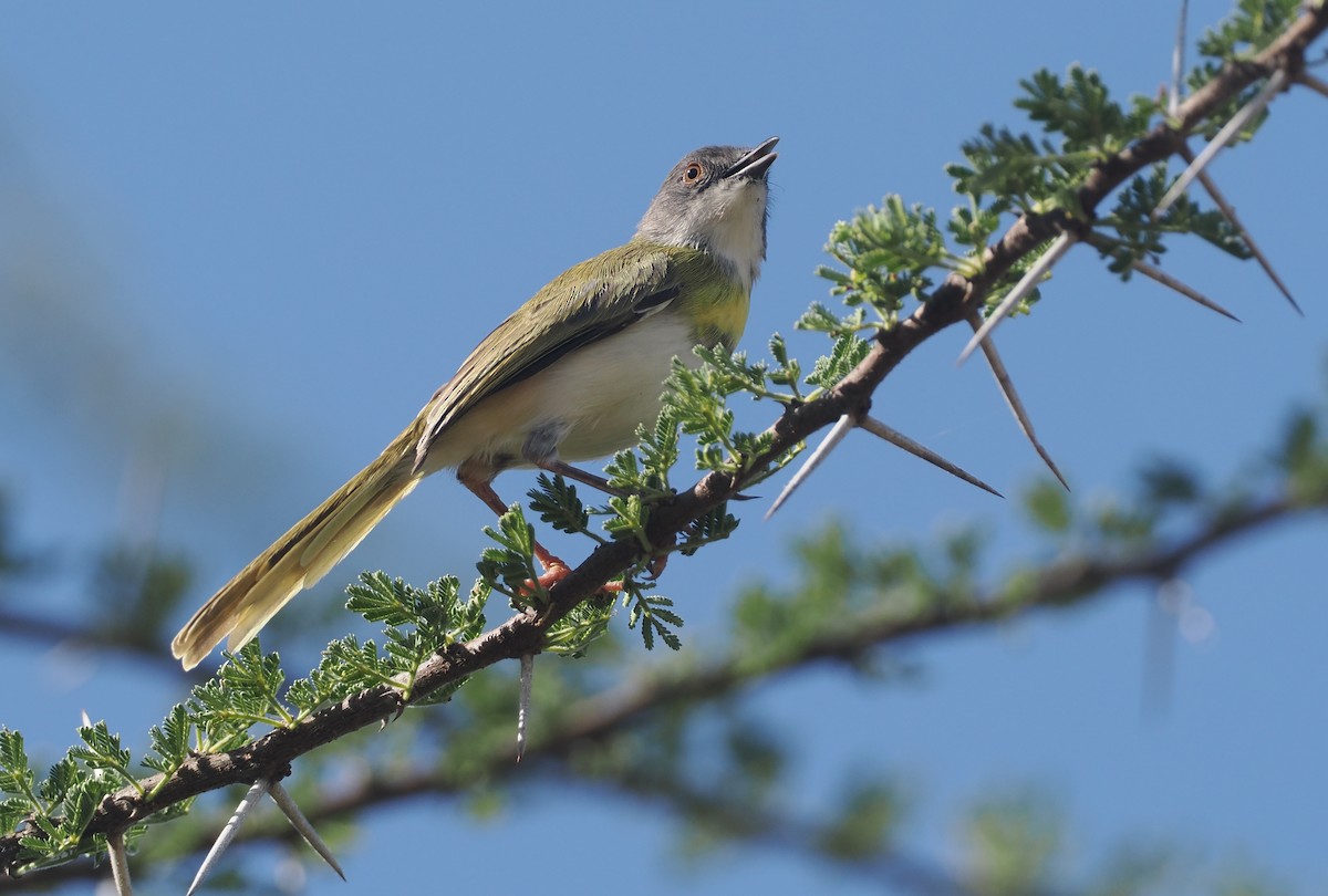 Желтогрудый апалис (flavocincta/viridiceps) - ML646607124