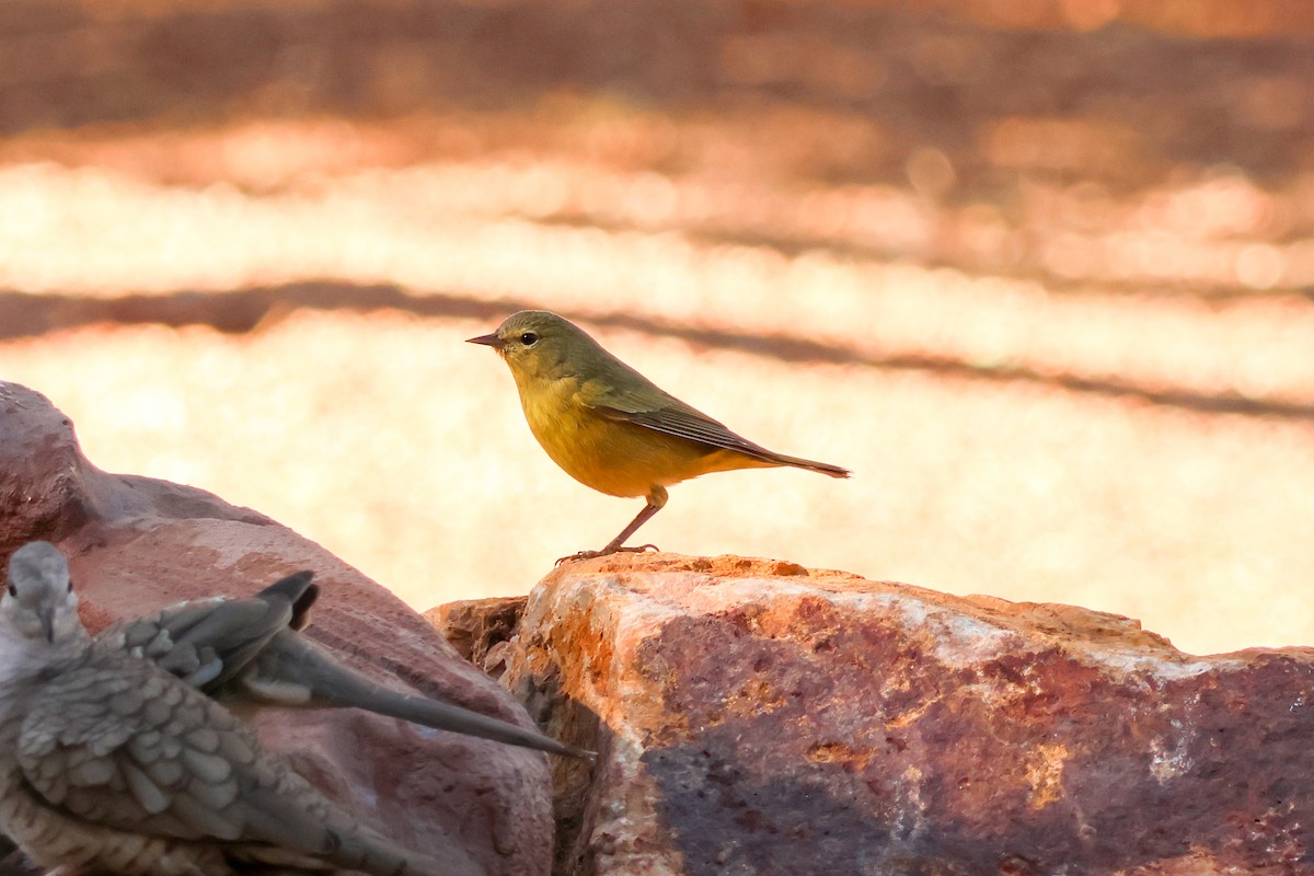 Orange-crowned Warbler - ML646607125