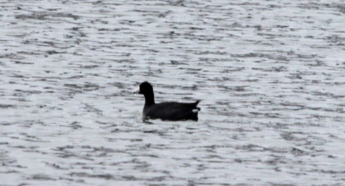 American Coot - ML646607128