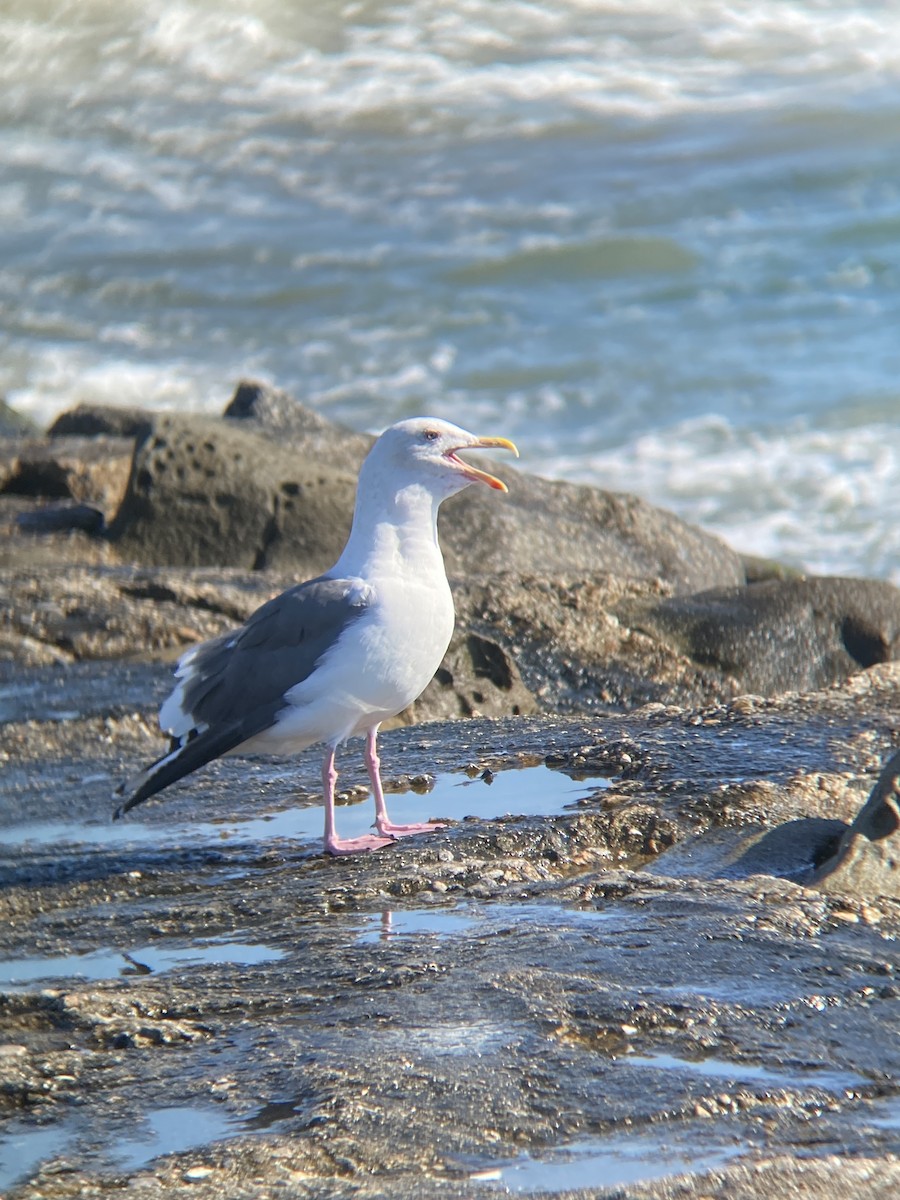 Western Gull - ML646607129
