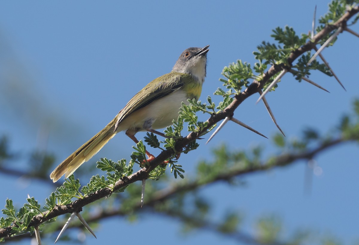 Желтогрудый апалис (flavocincta/viridiceps) - ML646607132