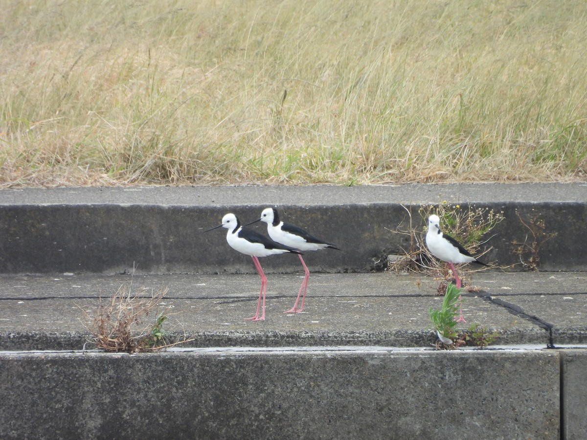 Pied Stilt - ML646607133