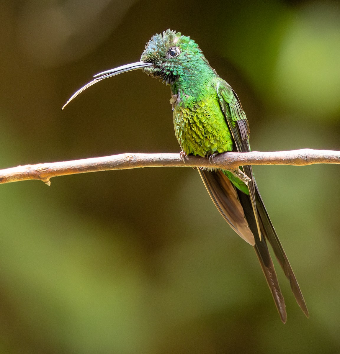 Brillante Emperador - ML646607139