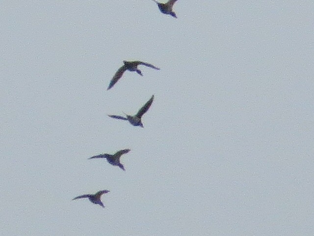 Long-tailed Duck - ML646607143
