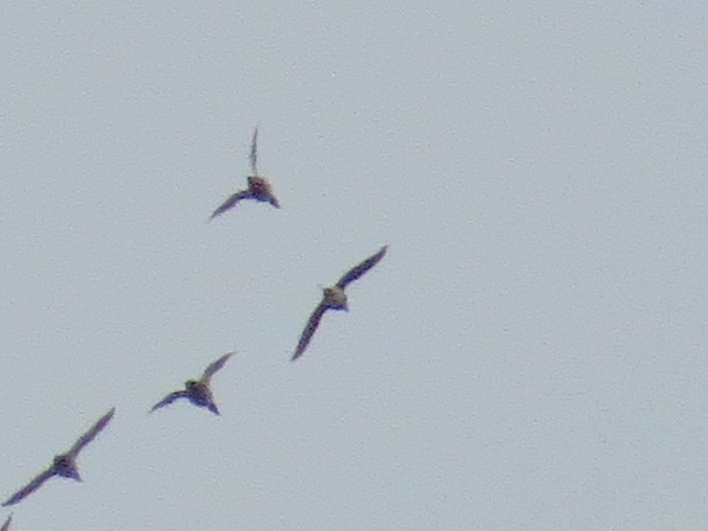 Long-tailed Duck - ML646607144